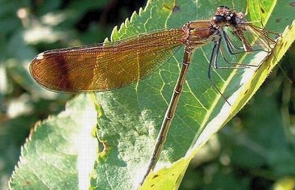 Calopteryx haemorrhoidalis femelle immature