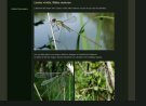 Page détail
