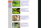 Calendrier des observations