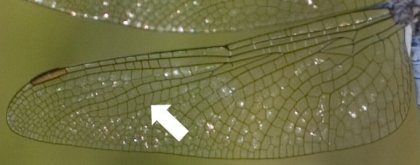 Ailes postérieures d'un Orthétrum bleuissant mâle