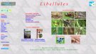 Homepage