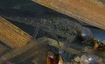 Larve d'Aeschne, vue 2