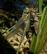 Aeschne printanière mâle