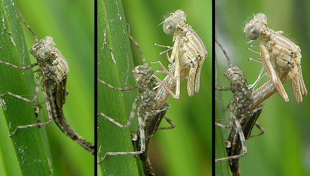 Premier quart d'heure