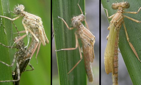 Second quart d'heure