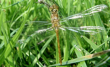 Sympetrum striolatum