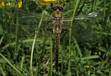 Epitheca bimaculata, mâle immature