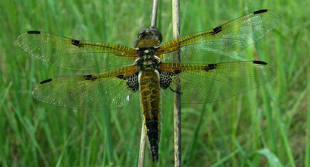 Libellula quadrimaculata