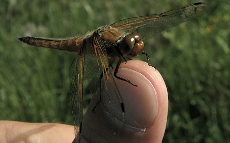Libellule fauve, mâle immature