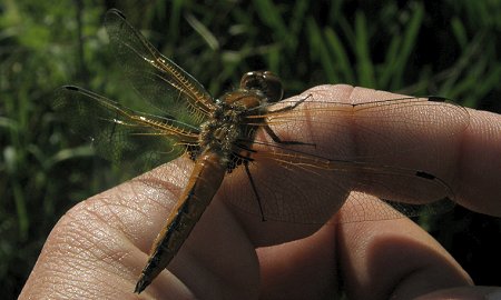 Libellula fulva, mâle immature