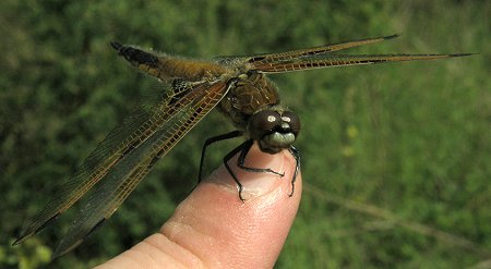 Libellule à quatre taches, femelle mature