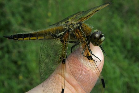 Libellula quadrimaculata, femelle mature