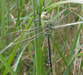 Anax empereur, femelle immature