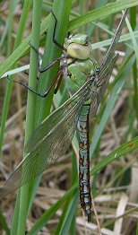 Anax empereur, femelle immature