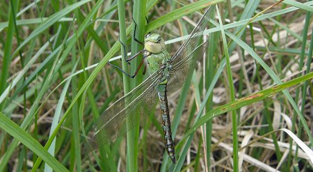 Anax empereur, femelle immature