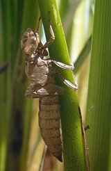 Exuvie de Brachytron pratense