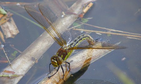 Brachytron pratense