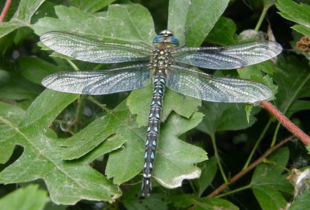 Brachytron pratense, mâle mature
