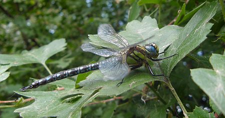 Brachytron pratense, mâle mature