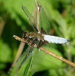 Libellule déprimée, mâle mature