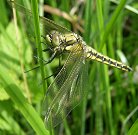 Orthétrum réticulé, femelle immature