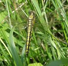 Orthétrum réticulé, femelle immature
