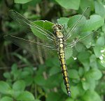 Orthétrum réticulé, mâle immature