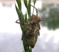 Exuvie de cordulie métallique