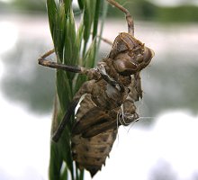 Exuvie de cordulie métallique