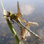 Cordulie métallique, femelle immature