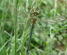 Cordulie métallique, mâle immature