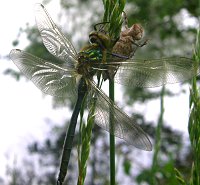 Cordulie métallique, mâle immature