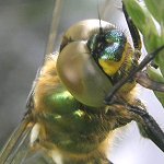Cordulie métallique, mâle immature