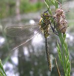 Cordulie métallique, mâle immature