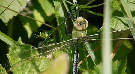Anax empereur, mâle immature