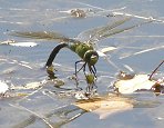 Anax empereur, femelle en ponte