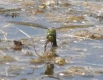 Anax empereur, femelle en ponte