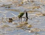 Anax empereur, femelle en ponte