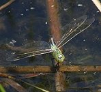 Anax empereur, femelle en ponte