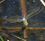 Anax empereur, femelle en ponte
