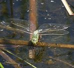 Anax empereur, femelle en ponte