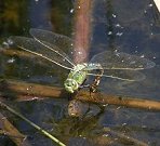 Anax empereur, femelle en ponte