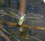 Anax empereur, femelle en ponte