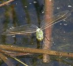 Anax empereur, femelle en ponte