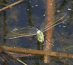 Anax empereur, femelle mature en ponte