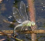 Anax empereur, femelle en ponte