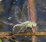 Anax empereur, femelle en ponte