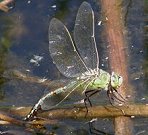 Anax empereur, femelle en ponte