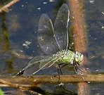 Anax empereur, femelle en ponte