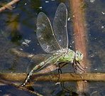Anax empereur, femelle en ponte